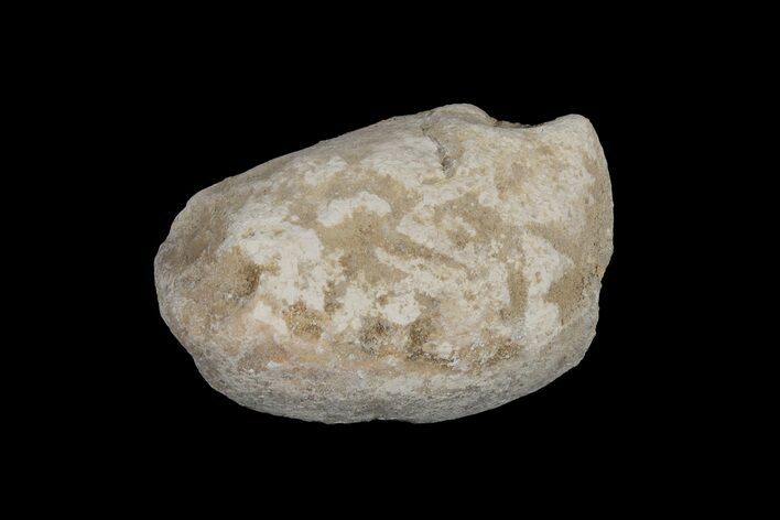 Cretaceous Fish Coprolite (Fossil Poop) - Kansas #216468